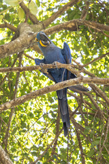 Arara azul na cidade de Corumbá, região do Pantanal Sul, Estado do Mato Grosso do Sul, Brasil