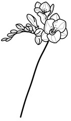 Black and White Tropical Beauty: Freesia Leaf Vector in Hand-Drawn Style