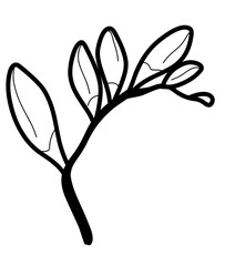 Black and White Tropical Beauty: Freesia Leaf Vector in Hand-Drawn Style