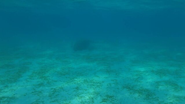 태평양의 푸른 바다 밑에서 유영하는 듀공과 물고기들