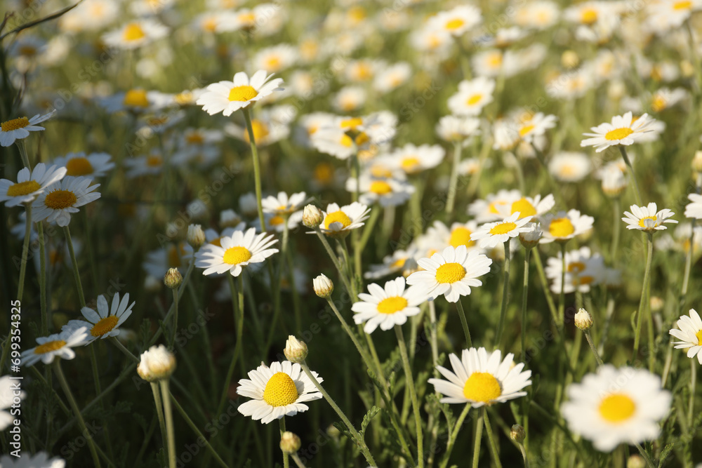 Sticker Closeup view of beautiful chamomile field on sunny day