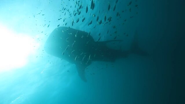 입을 벌리고 있는 거대한 고래상어가 작은 물고기 때와 함께 바닷속을 서서히 유영하는   