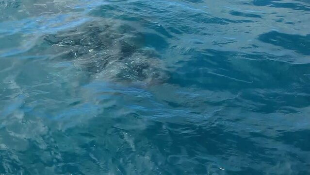 바다 수면위로 올라온 고래 상어가 입을 벌리고 있는 모습