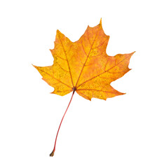 One maple leaf isolated on white. Autumn season