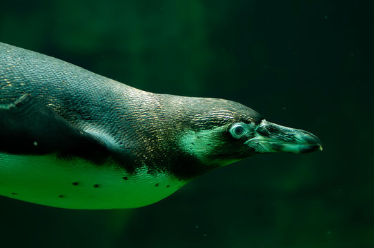 Humboldt penguin or spheniscus humboldti