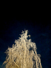 Birch tree covered in frost over twigs, shot with long shutter from low sngle at noght, copy space