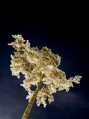 Pine tree covered in frost at winter, shot from low angle with long shutter at night