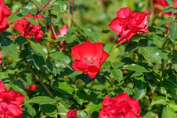 光を浴びて輝く赤い一重のバラ