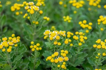 咲き始めた白い小菊の蕾