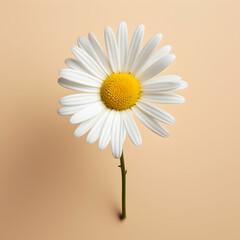 daisy flower in studio background, single daisy flower, Beautiful flower, african daisy