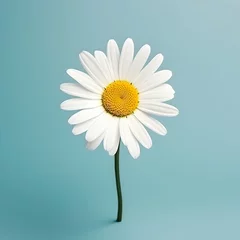 Poster daisy flower in studio background, single daisy flower, Beautiful flower, african daisy © Akilmazumder