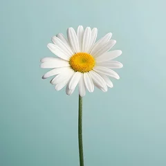 Foto op Plexiglas daisy flower in studio background, single daisy flower, Beautiful flower, african daisy © Akilmazumder