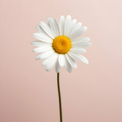 daisy flower in studio background, single daisy flower, Beautiful flower, african daisy