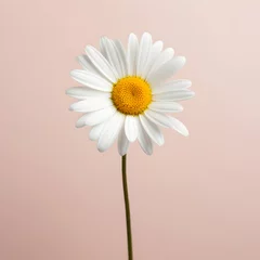 Keuken spatwand met foto daisy flower in studio background, single daisy flower, Beautiful flower, african daisy © Akilmazumder