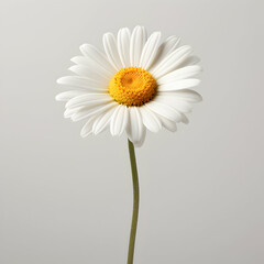 daisy flower in studio background, single daisy flower, Beautiful flower, african daisy