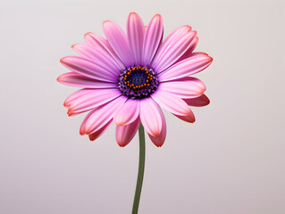 daisy flower in studio background, single daisy flower, Beautiful flower, african daisy