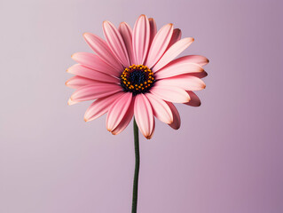 daisy flower in studio background, single daisy flower, Beautiful flower, african daisy