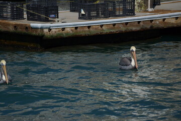 Large seabird with large beak and yellow head floating in dark blue water