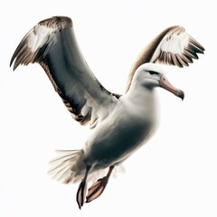 Obraz premium Wandering albatros (Diomedea exulans), Albatros, elang laut, альбатрос, Isolated White background