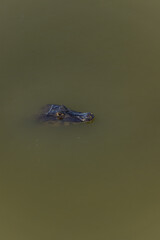 Jacaré na cidade de Corumbá, região do Pantanal Sul, Estado do Mato Grosso do Sul, Brasil