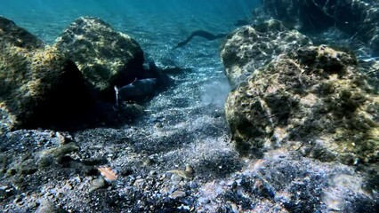 Video of Biwa Trout mating (Oncorhynchus rhodurus) near Lake Biwa, Japan. Filmed underwater in natural light, showcasing their beauty in their native habitat.