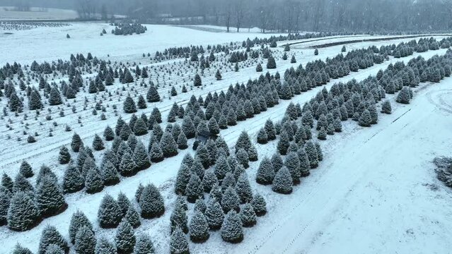 Snow-dusted Christmas tree farm with rows of coniferous trees. Aerial view of all terrain vehicle driving on snowy path in farm during snow flurries.