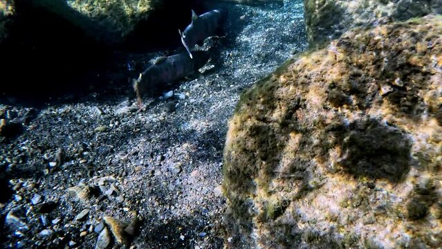 Close-up video of Biwa Trout (Oncorhynchus rhodurus) near Lake Biwa, Japan. Filmed underwater in natural light, showcasing their beauty in their native habitat.