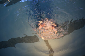 A person under the water of the pool