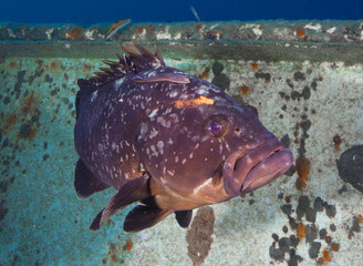 Fototapeta na wymiar Dusky Mediterranean grouper from the Eastern Mediterranean Sea