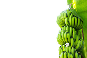 A bunch of green bananas on white background.