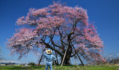 一本桜・種蒔桜と桜守の男性