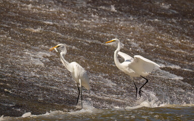 Two Great Egrets competing for fish and flapping wings on an overflowing weir near Chinchilla in Queensland, Australia.