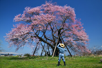 一本桜・種蒔桜と桜守の男性