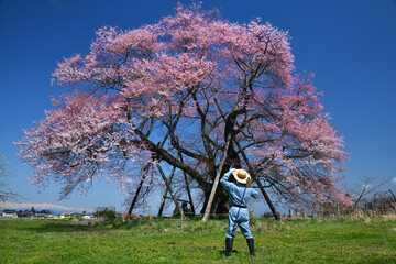 一本桜・種蒔桜と桜守の男性
