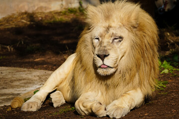 Closeup of a sitting African Lion