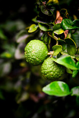 Fototapeta premium Combava fruit on tree with leaves