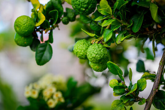 Combava fruit on tree with leaves