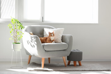 Cute red cat lying on grey armchair in living room - obrazy, fototapety, plakaty