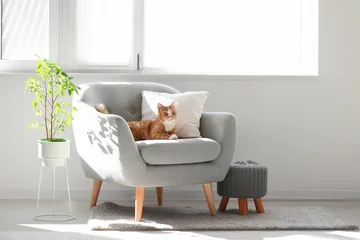 Tuinposter Cute red cat lying on grey armchair in living room © Pixel-Shot