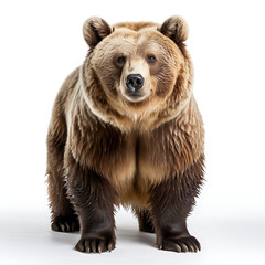 Obraz premium Bear, front view, white background.