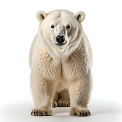 Fototapeta premium Polar Bear, Front View, White Background.