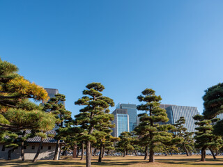 冬の皇居外苑　冬晴れの青空と東京丸の内のビル群