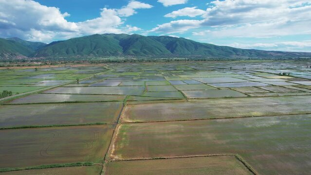 Floded agriculture rice fields for seeding, traditional method of rice cultivation, field pattern in various shapes, aerial shot