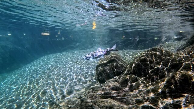 Underwater ideo of  Biwa Trout (Oncorhynchus rhodurus) near Lake Biwa, Japan Swimming towards camera . Filmed underwater in natural light. 