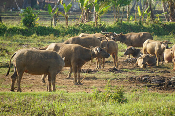 Naklejka na ściany i meble A herd of Indonesian domestic buffalo in a grassland