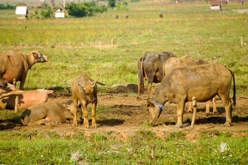 Obraz premium A herd of Indonesian domestic buffalo in a grassland