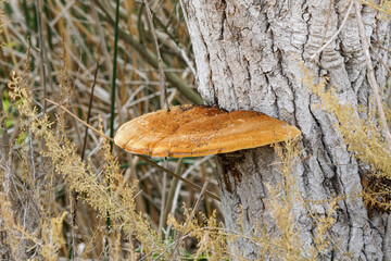 Inonotus fungus growing on the trunk of tree. - obrazy, fototapety, plakaty