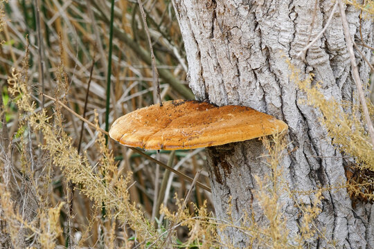 Inonotus fungus growing on the trunk of tree.