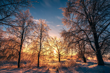 Beautiful snowy winter landscape. Winter golden sunrise in the forest. Golden light on snow. Russia, Siberia.