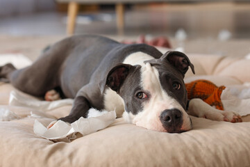 Naughty Staffordshire Terrier with torn paper pieces lying on pet bed at home, closeup